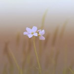 Tasting the Sweet Silence