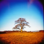 The Oak Tree