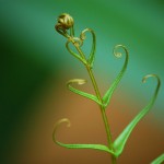 I’ll Open My Heart Until It Can Hold the Whole World