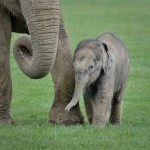 A Baby Elephant in the Matrix