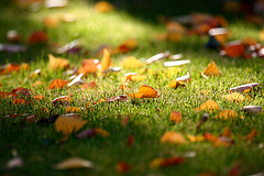 fallen leaves