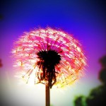 The New Year