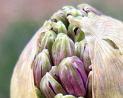 Garden Pastel