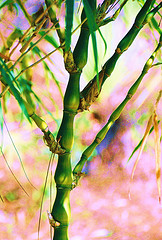 Buddha Belly bamboo