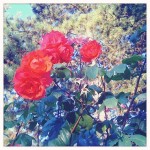 Height of Summer