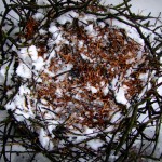 Nest